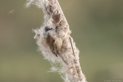 buidelmees - penduline tit