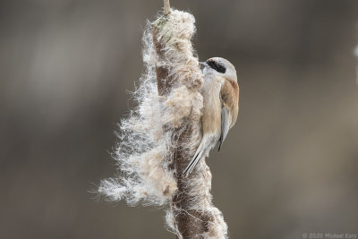 buidelmees - penduline tit