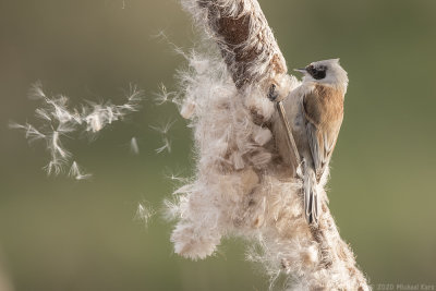 buidelmees - penduline tit