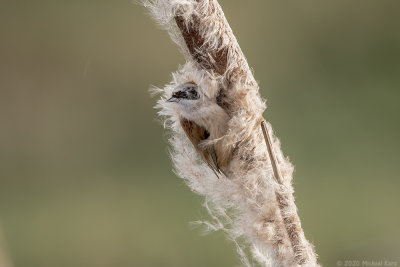 buidelmees - penduline tit
