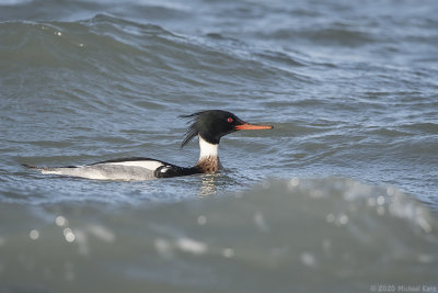 middelste zaagbek - red-breasted merganser