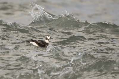 ijseend - long-tailed duck