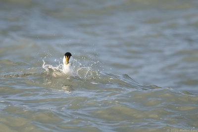 eider - eider