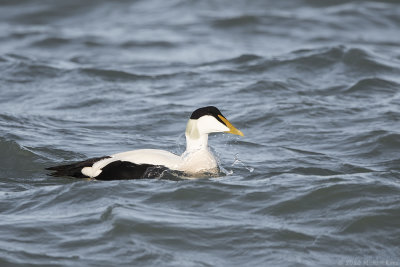 eider - eider