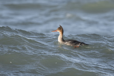 middelste zaagbek - red-breasted merganser