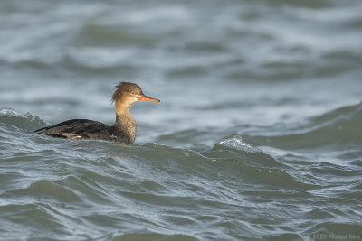 middelste zaagbek - red-breasted merganser
