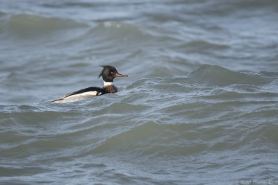 Middelste zaagbek - Red-breasted merganser