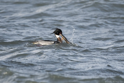 middelste zaagbek - red-breasted merganser