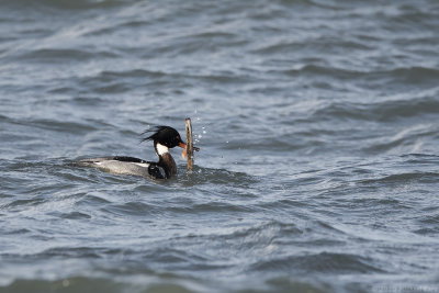 middelste zaagbek - red-breasted merganser
