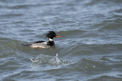 middelste zaagbek - red-breasted merganser