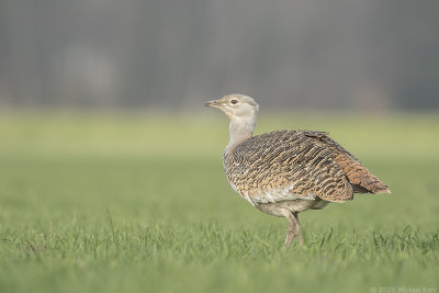 grote trap - great bustard