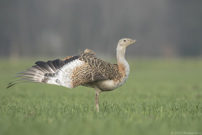 Grote trap - Great bustard