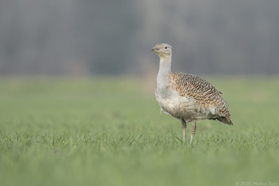 grote trap - great bustard