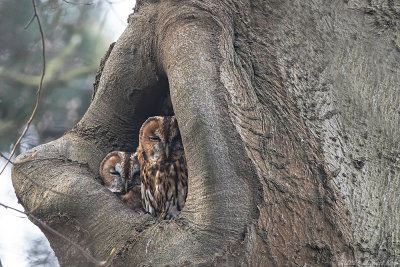bosuil - tawny owl