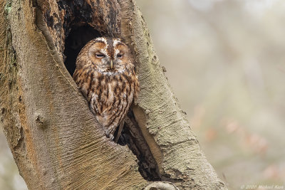 bosuil - tawny owl