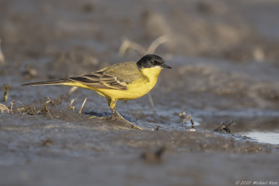 balkankwikstaart - western yellow wagtail