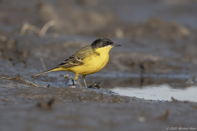 balkankwikstaart - western yellow wagtail