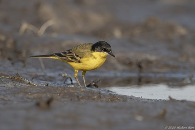 balkankwikstaart - western yellow wagtail