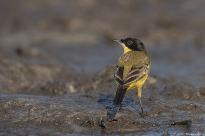 balkankwikstaart - western yellow wagtail