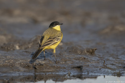 balkankwikstaart - western yellow wagtail