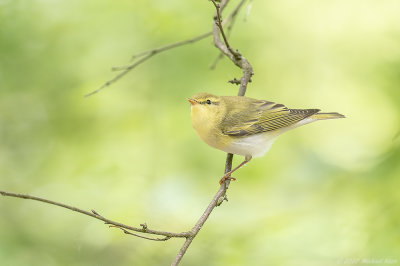 fluiter - woodwarbler