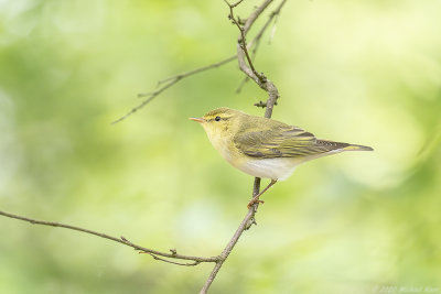 fluiter - woodwarbler