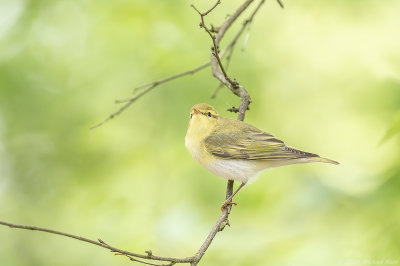 fluiter - woodwarbler