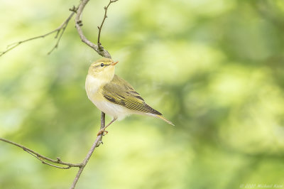 fluiter - woodwarbler