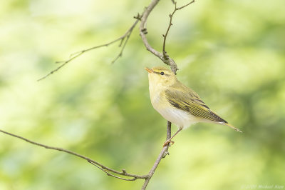 fluiter - woodwarbler