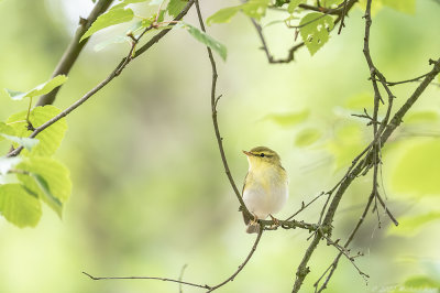 fluiter - woodwarbler
