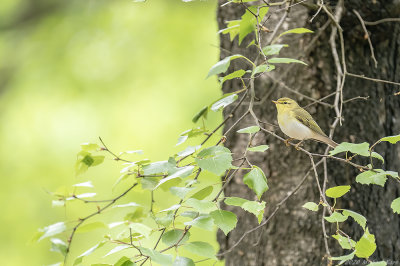 fluiter - woodwarbler