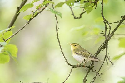 fluiter - woodwarbler