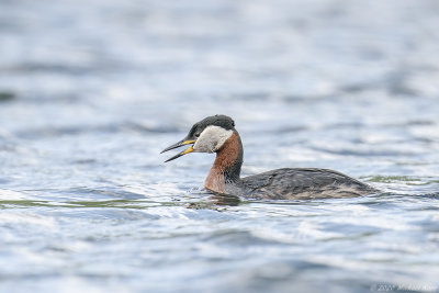 roodhalsfuut - red-necked grebe