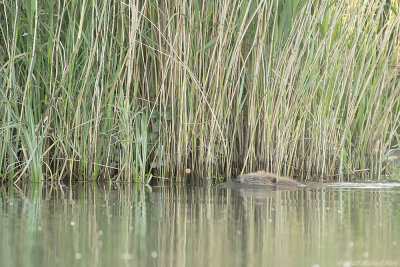bever - european beaver