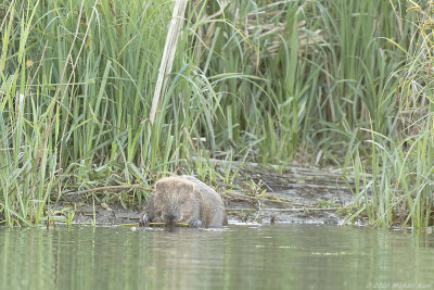 bever - european beaver