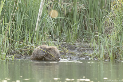 bever - european beaver