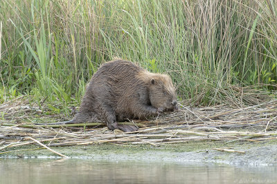 bever - european beaver