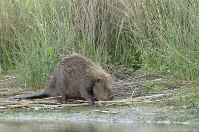 bever - european beaver