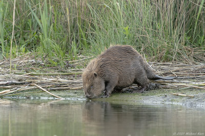 bever - european beaver