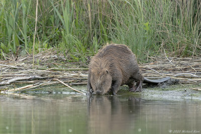 bever - european beaver