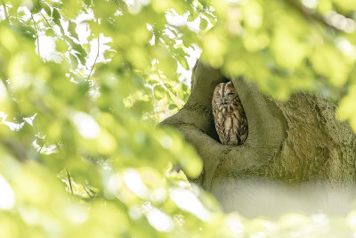 bosuil - tawny owl