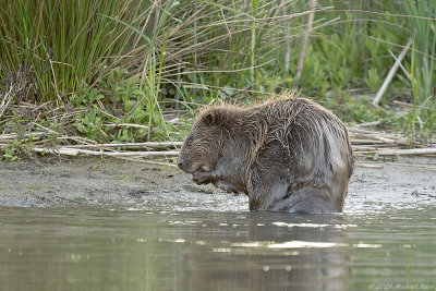 bever - european beaver