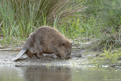 bever - european beaver