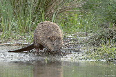 bever - european beaver