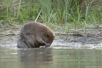 bever - european beaver