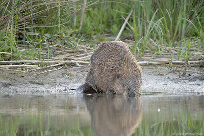 bever - european beaver