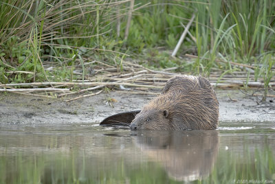 bever - european beaver