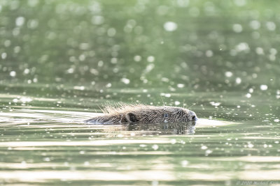 bever - european beaver