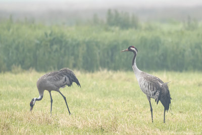 kraanvogel - common crane