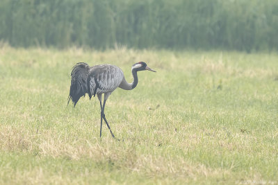 kraanvogel - common crane